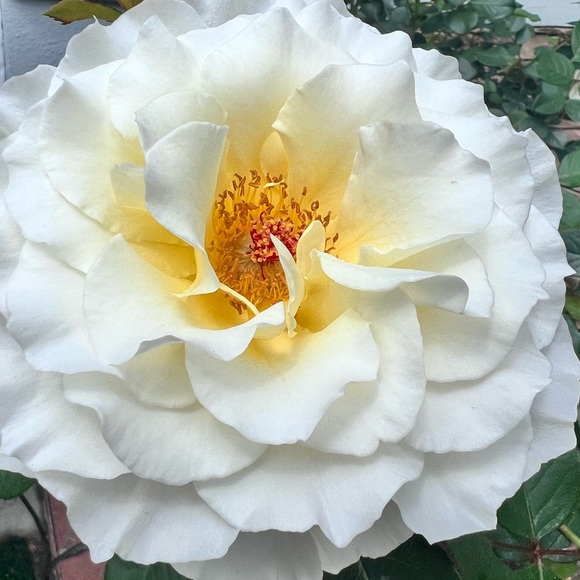 Meet your Posher, Nelimarie - Picture 2 of 2